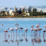 Ларнака.Соленые озера.Фламинго на Кипре. Экскурсии на Кипре индивидуально.
